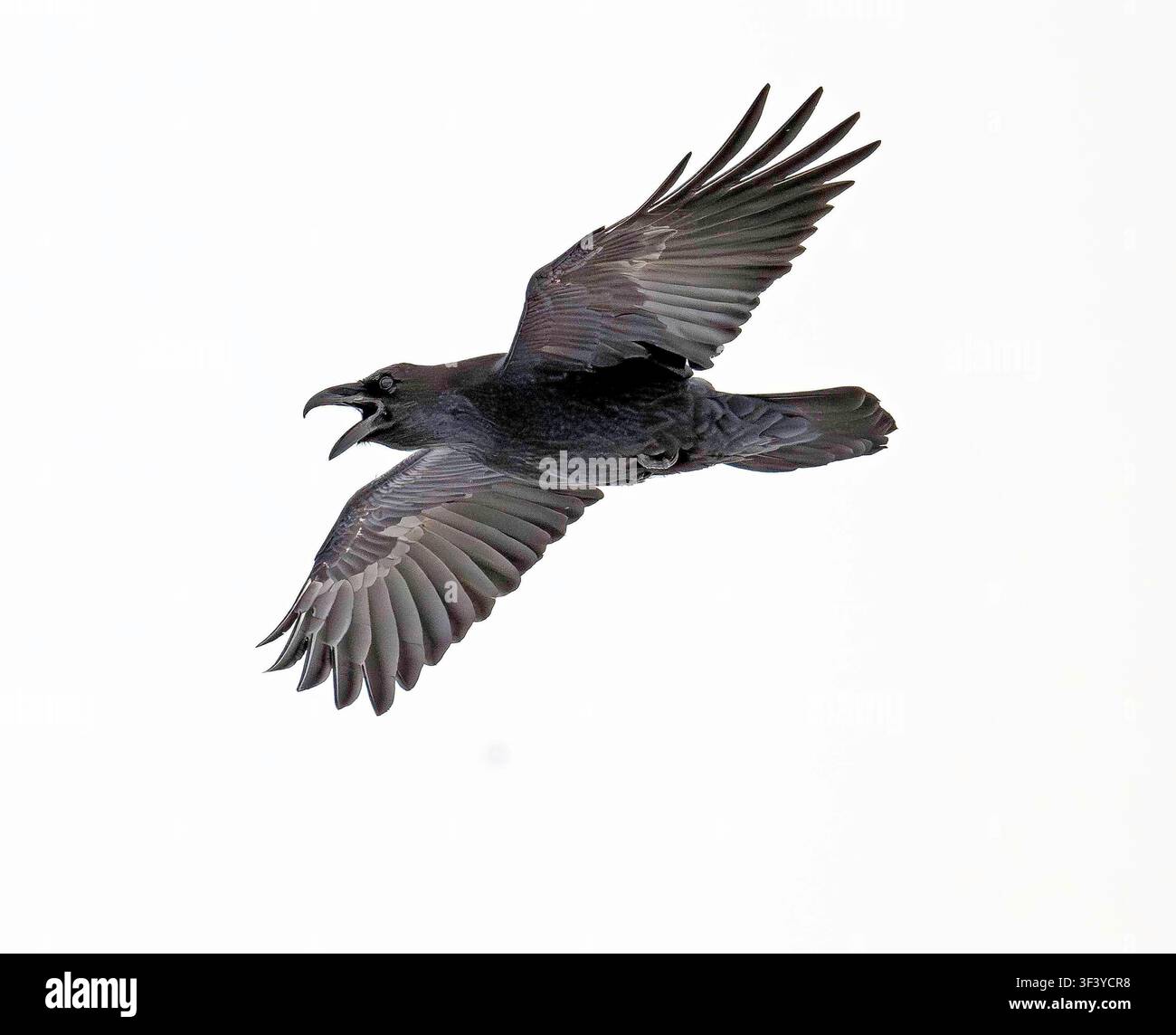 Corvo Corvus corax che gracchia in volo sulle montagne Cairngorms in Scozia Foto Stock