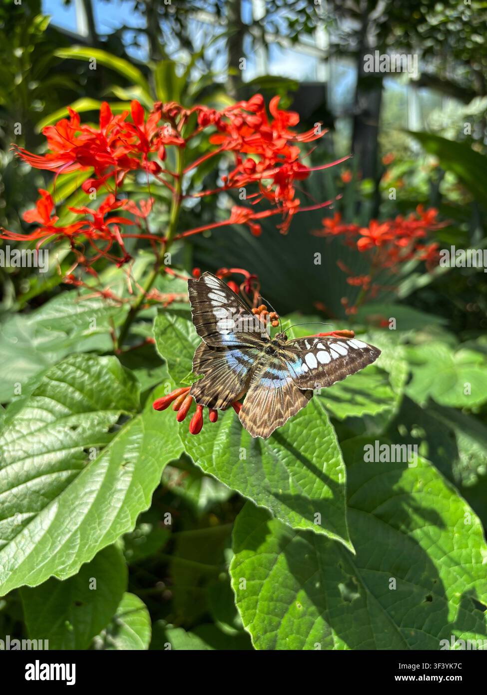 Farfalla Blue Clipper (Parthenos sylvia) appollaiata su una vegetazione verde lussureggiante accanto a fiori tropicali rossi vivaci in una serra botanica illuminata dal sole. - Immagine stock catturata con smartphone