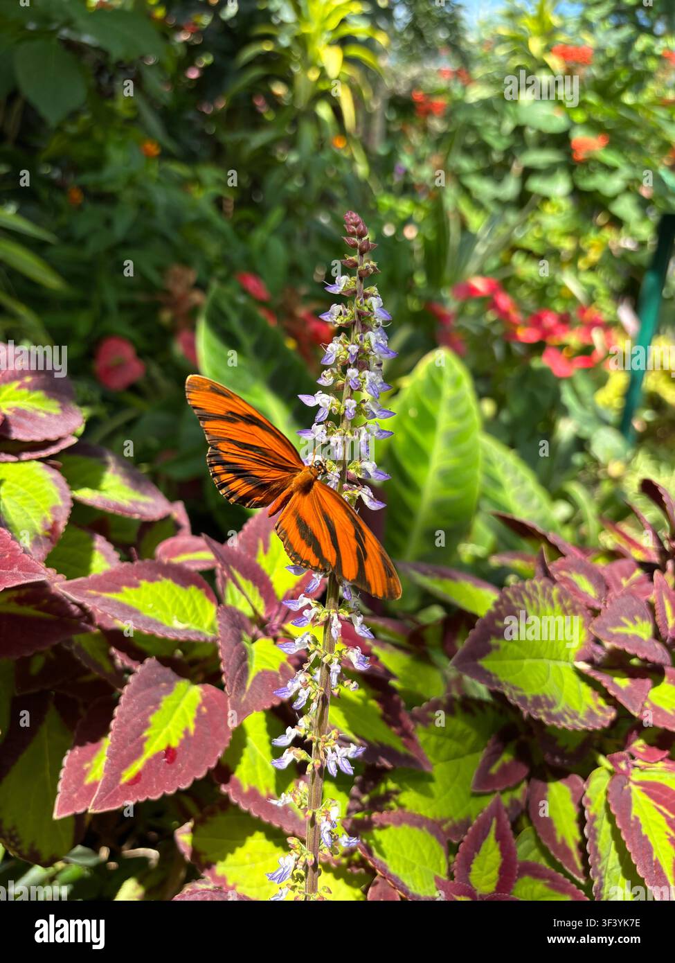 Farfalla Julia arancione brillante (Dryas iulia) che si nutre di fiori viola circondata da fogliame colorato di coleo in un ambiente di giardino soleggiato. - Immagine stock catturata con smartphone