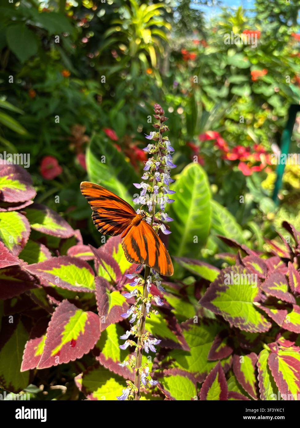 Farfalla Julia arancione brillante (Dryas iulia) che si nutre di fiori viola circondata da fogliame colorato di coleo in un ambiente di giardino soleggiato. - Immagine stock catturata con smartphone