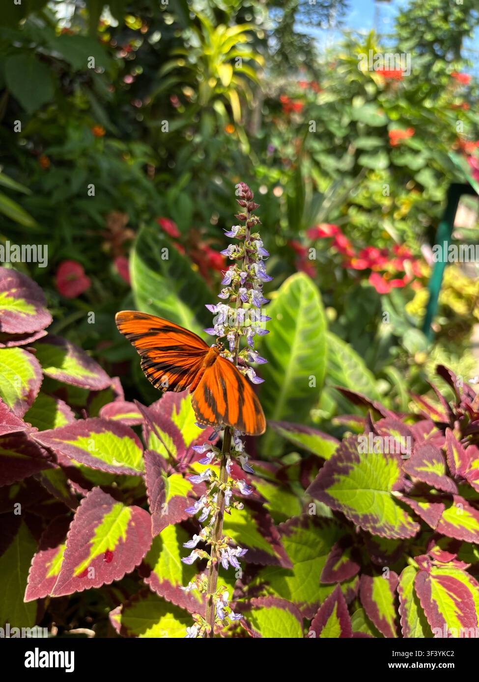 Farfalla Julia arancione brillante (Dryas iulia) che si nutre di fiori viola circondata da fogliame colorato di coleo in un ambiente di giardino soleggiato. - Immagine stock catturata con smartphone