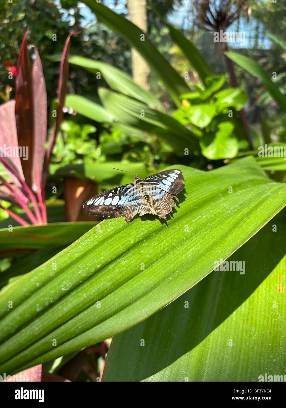 Farfalla Blue Clipper (Parthenos sylvia) appollaiata su una vegetazione verde lussureggiante accanto a fiori tropicali rossi vivaci in una serra botanica illuminata dal sole. - Immagine stock catturata con smartphone