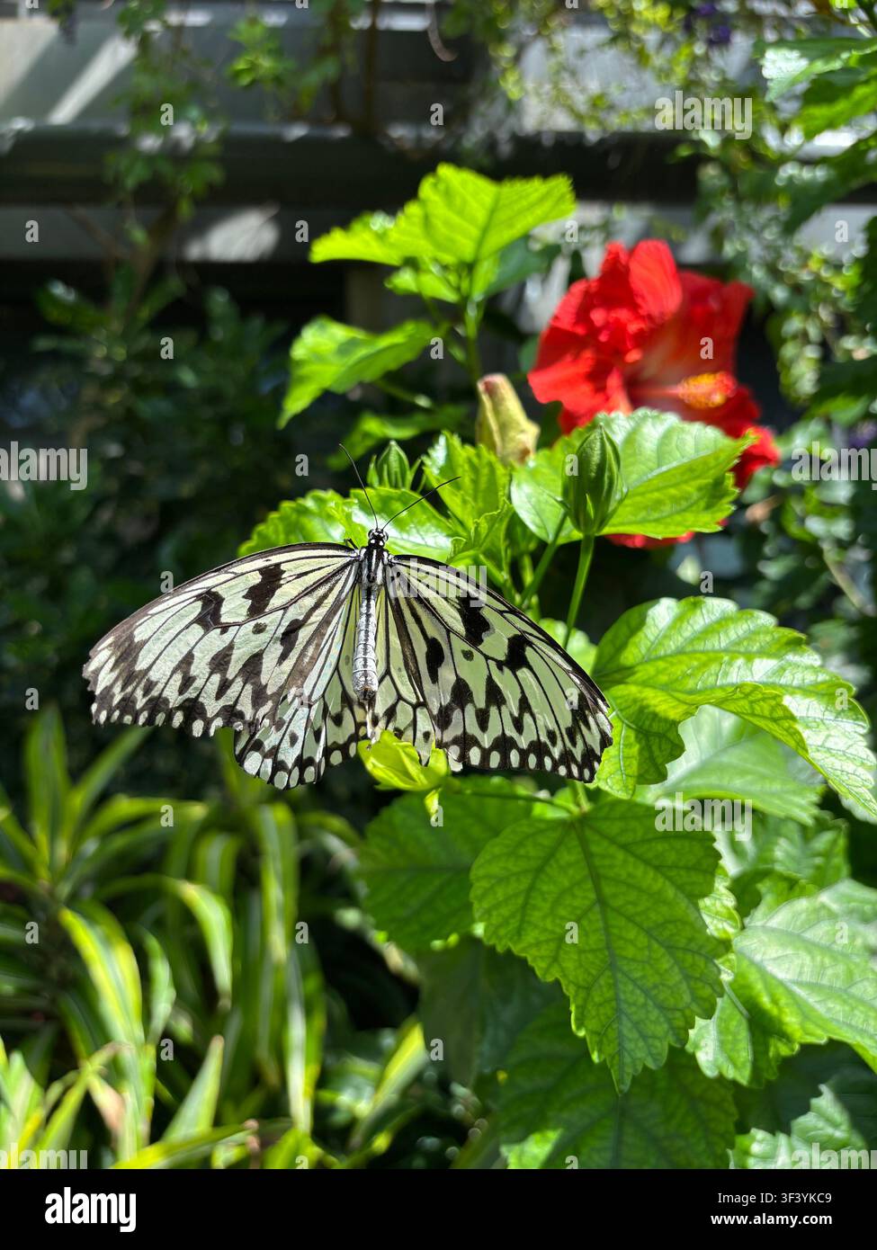 Farfalla drago di carta (Idea leuconoe) posata su foglie verde vivace con una fioritura di ibisco rosso brillante sullo sfondo in un giardino tropicale - Immagine stock catturata con smartphone