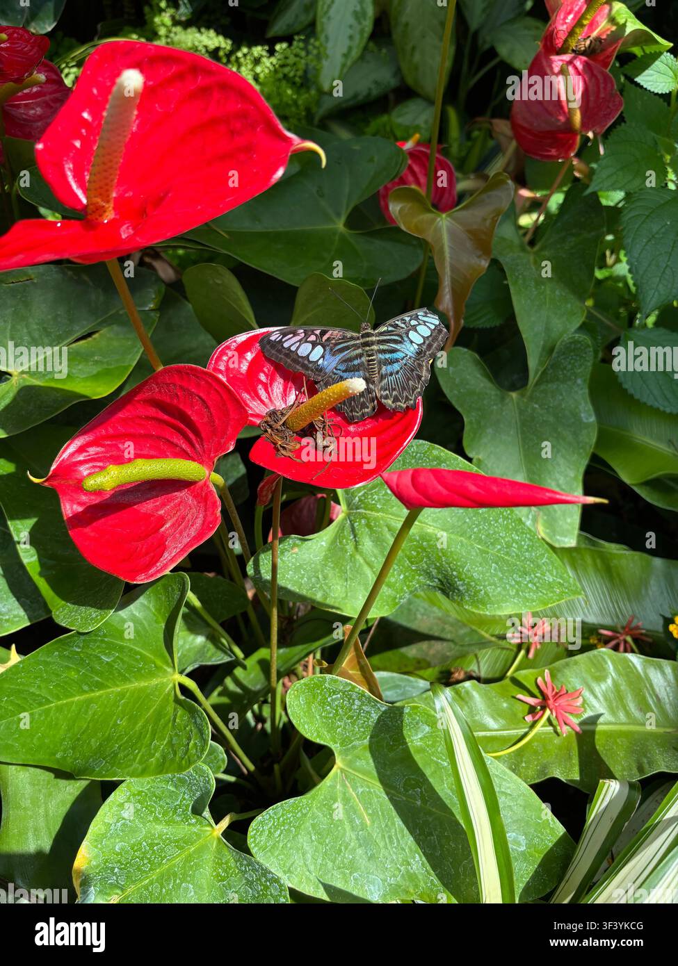 Farfalla Blue Clipper (Parthenos sylvia) appollaiata su una vegetazione verde lussureggiante accanto a fiori tropicali rossi vivaci in una serra botanica illuminata dal sole. - Immagine stock catturata con smartphone