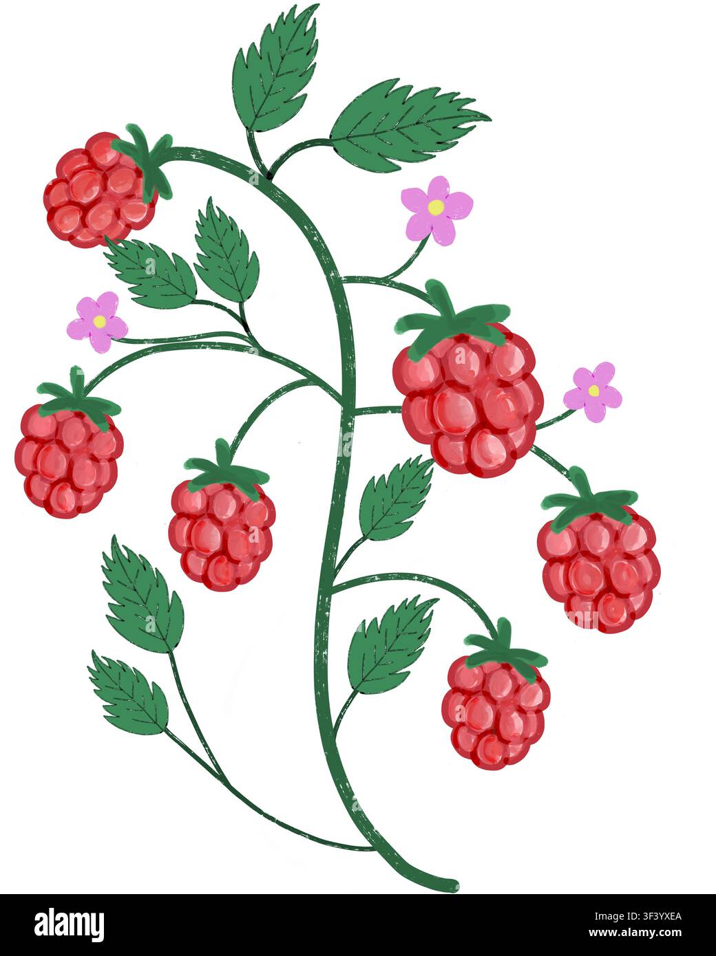 Una vite di lamponi illustrata a mano con grappoli di lamponi rossi maturi, foglie verdi seghettate e piccoli fiori rosa su sfondo bianco. Foto Stock