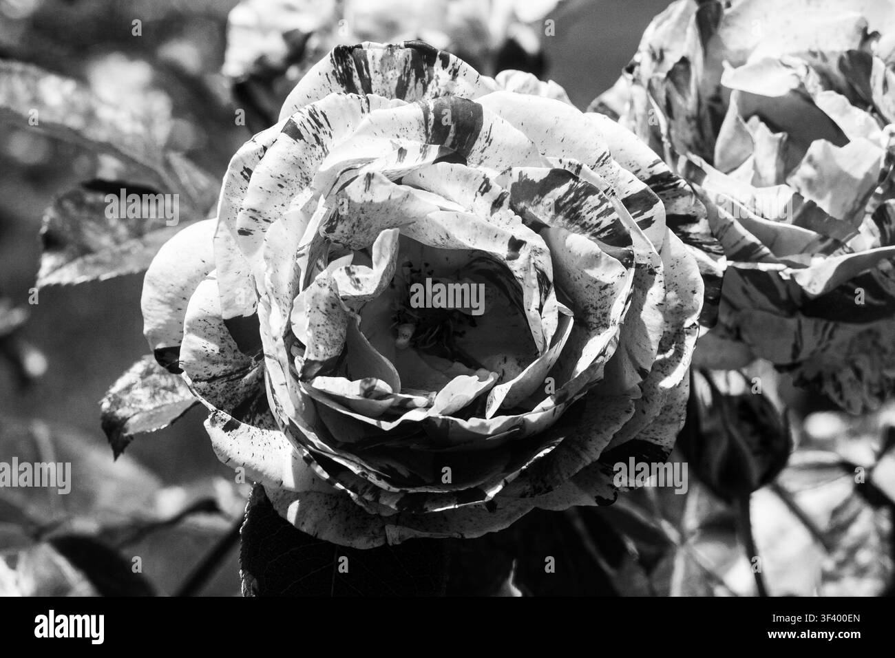 Fiori di rosa variegati bianco e nero nel Giardino delle Rose di San Jose, San Jose, California Foto Stock