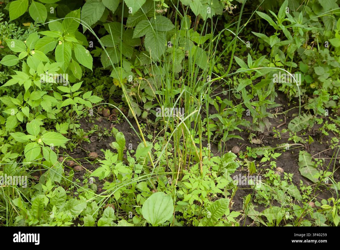 Terreno umido coperto di erba selvatica, foglie di lampone, plantago, tarassaco e aglio selvatico. Foto Stock