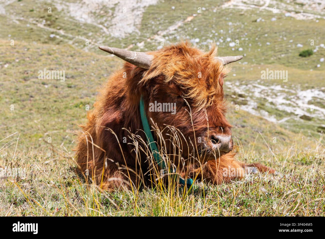Uno studio di razza a livello degli occhi isola ampie corna chiare, una folta peluria facciale e il corpo rilassato della mucca. La forma della prateria montana dolcemente decorata Foto Stock