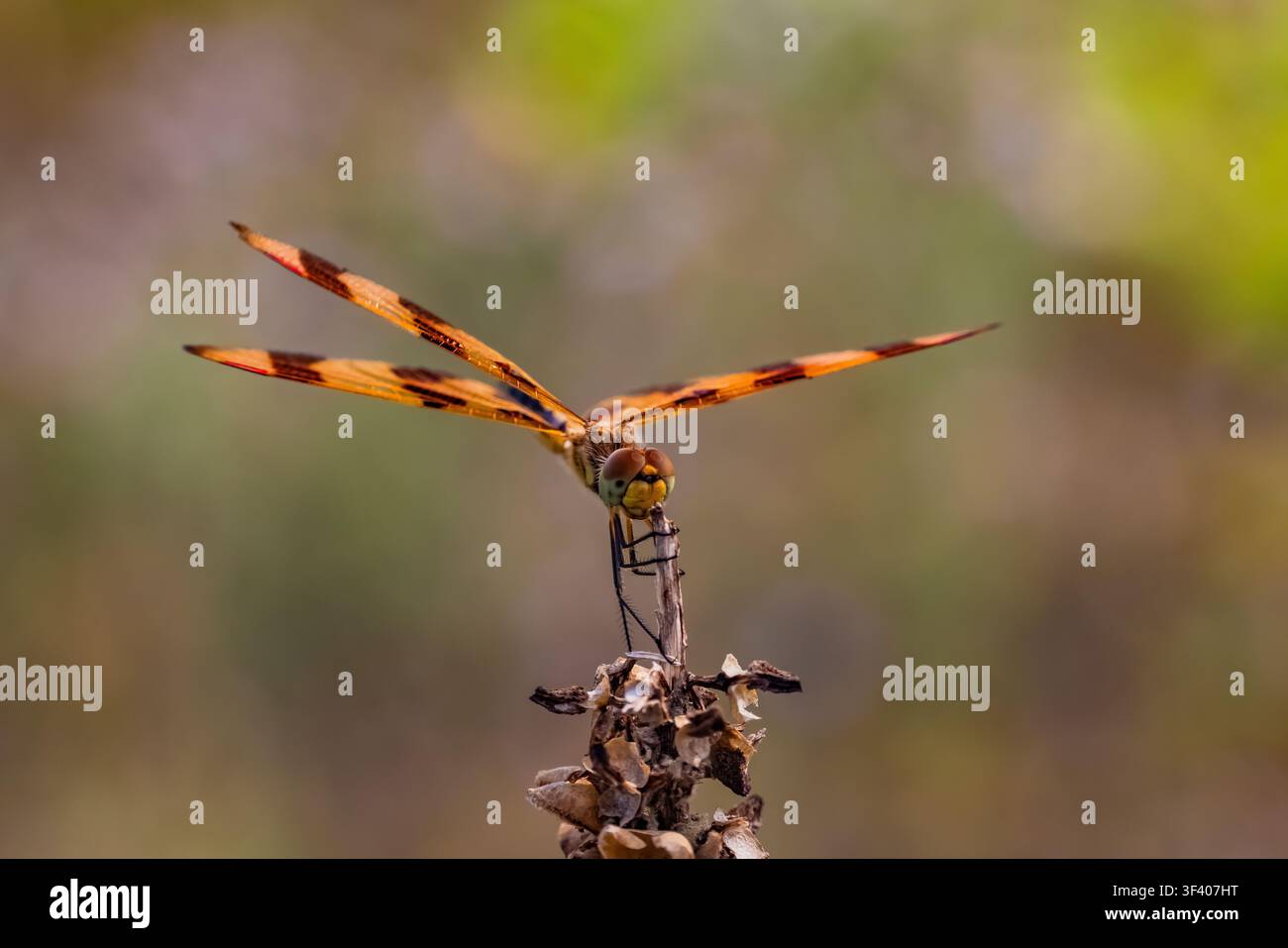 Stendardo di Halloween, Celithemis eponina, libellula appollaiata su uno stelo secco di muschio comune, Contea di Mecosta, Michigan, USA Foto Stock