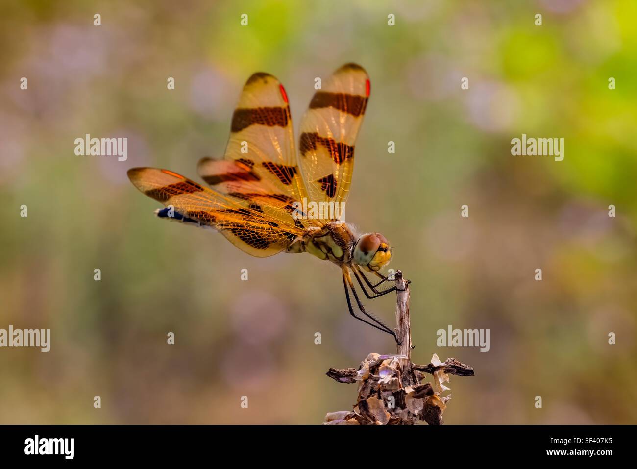 Stendardo di Halloween, Celithemis eponina, libellula appollaiata su uno stelo secco di muschio comune, Contea di Mecosta, Michigan, USA Foto Stock