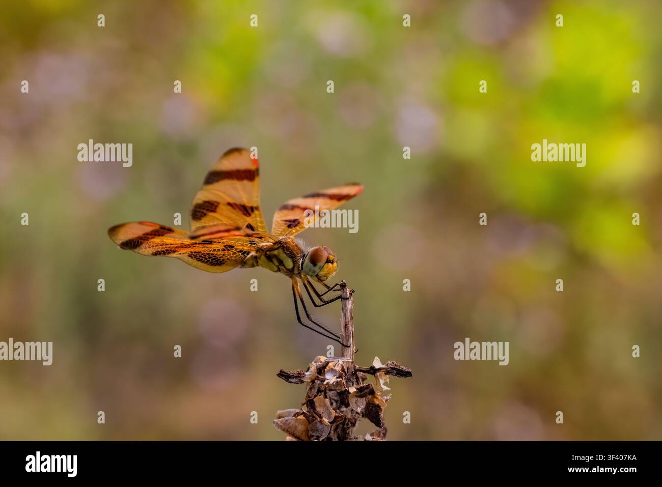 Stendardo di Halloween, Celithemis eponina, libellula appollaiata su uno stelo secco di muschio comune, Contea di Mecosta, Michigan, USA Foto Stock