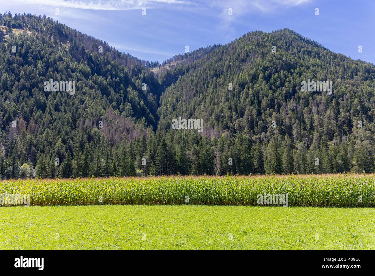 La luce chiara dei primi di settembre rivela il paesaggio agricolo stratificato, conifere miste e cielo blu. Un raccolto maturo di mais forma una larga banda verde tra Foto Stock