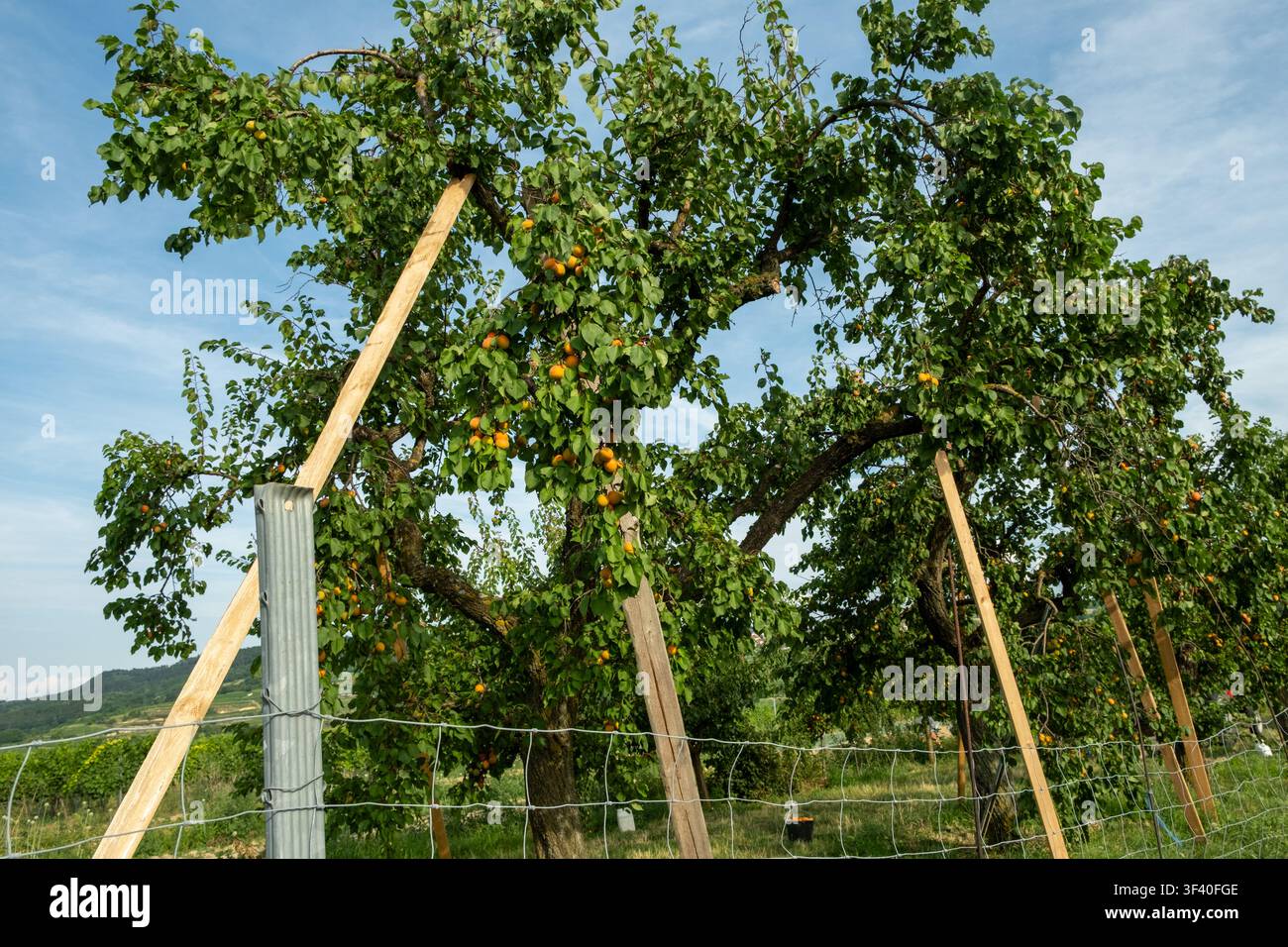 Albero di albicocche sostenuto da pali di legno, carico di frutti maturi nel frutteto. Foto Stock