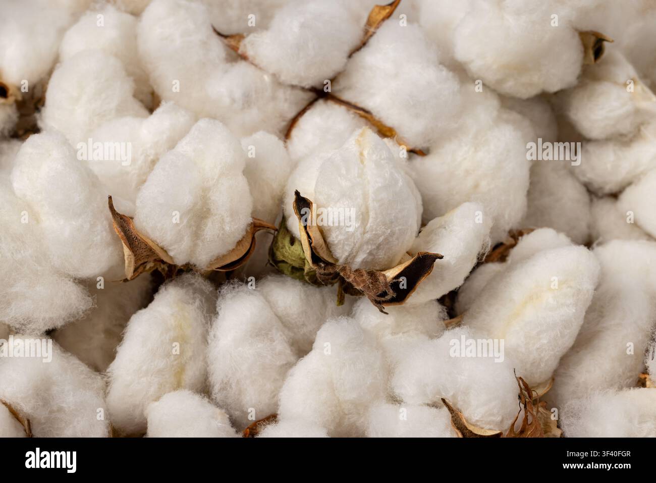 Prima isolata di capsule di cotone. Concetto di prezzi del cotone, agricoltura e tariffe commerciali. Foto Stock