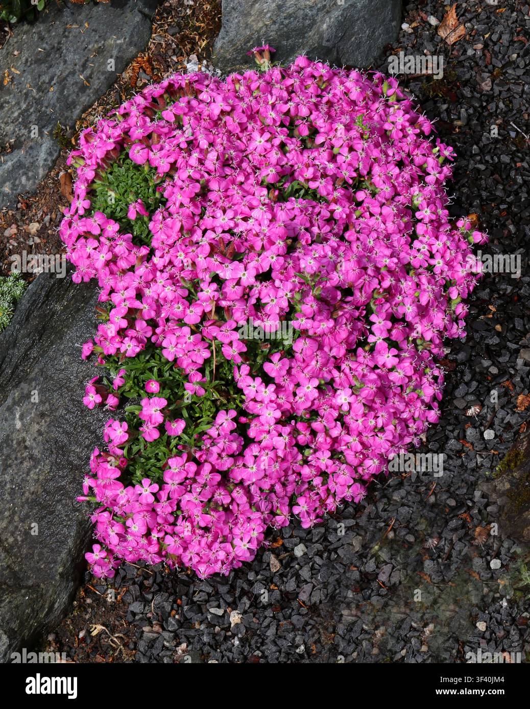 Phlox strisciante, Phlox muschiato, Phlox rosa o Phlox di montagna, Phlox subulata, Polemoniaceae. Stati Uniti orientali e centrali. Foto Stock