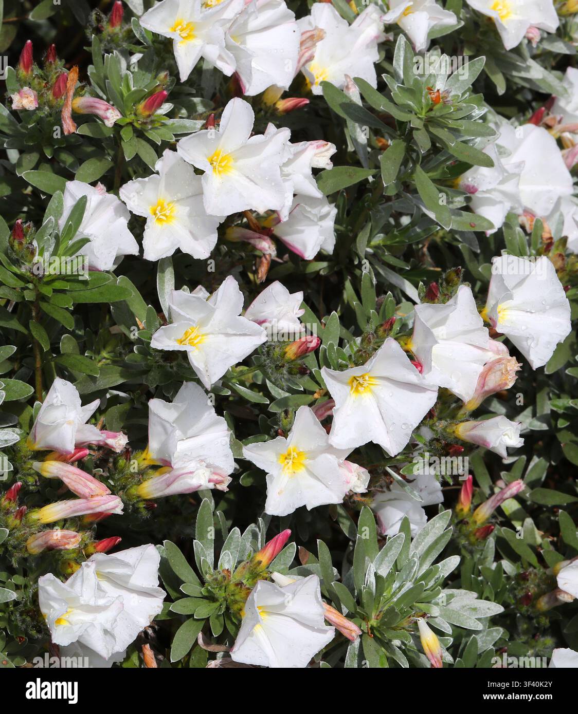 Silverbush o Convolvolo cespuglioso, Convolvulus cneorum, Convolvulaceae. Spagna, Italia, Croazia e Albania, Europa. Convolvulus cneorum. Foto Stock