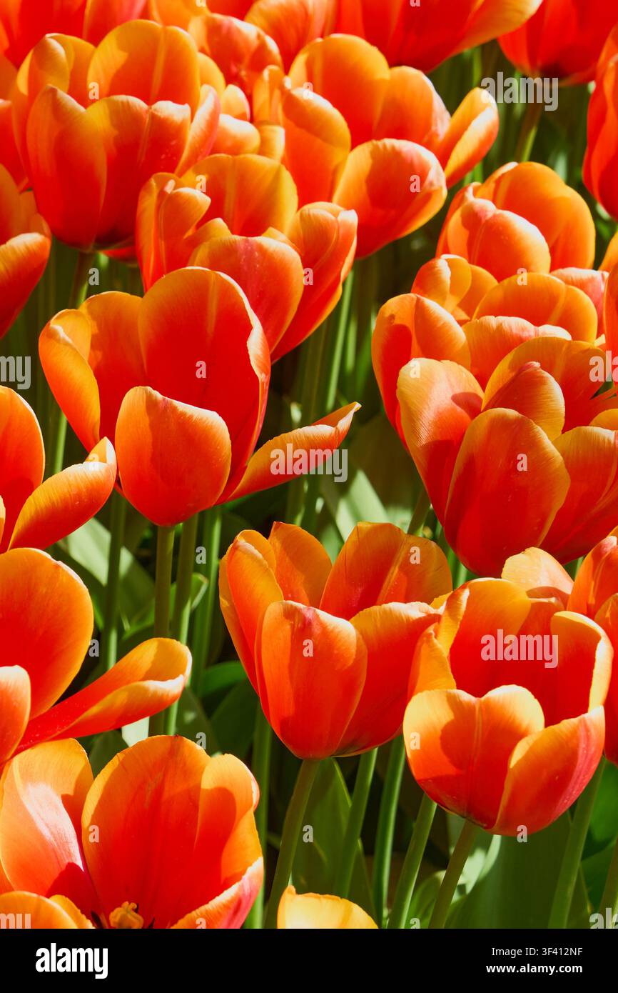 Vivaci tulipani arancioni in piena fioritura, sfondo floreale di un giardino primaverile illuminato dal sole. Foto Stock