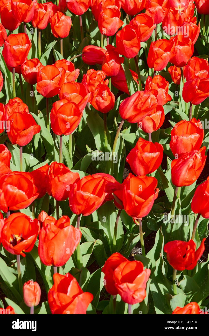 Campo di tulipani rosso brillante in piena fioritura con gocce di rugiada fresca, sfondo floreale primaverile vibrante. Foto Stock