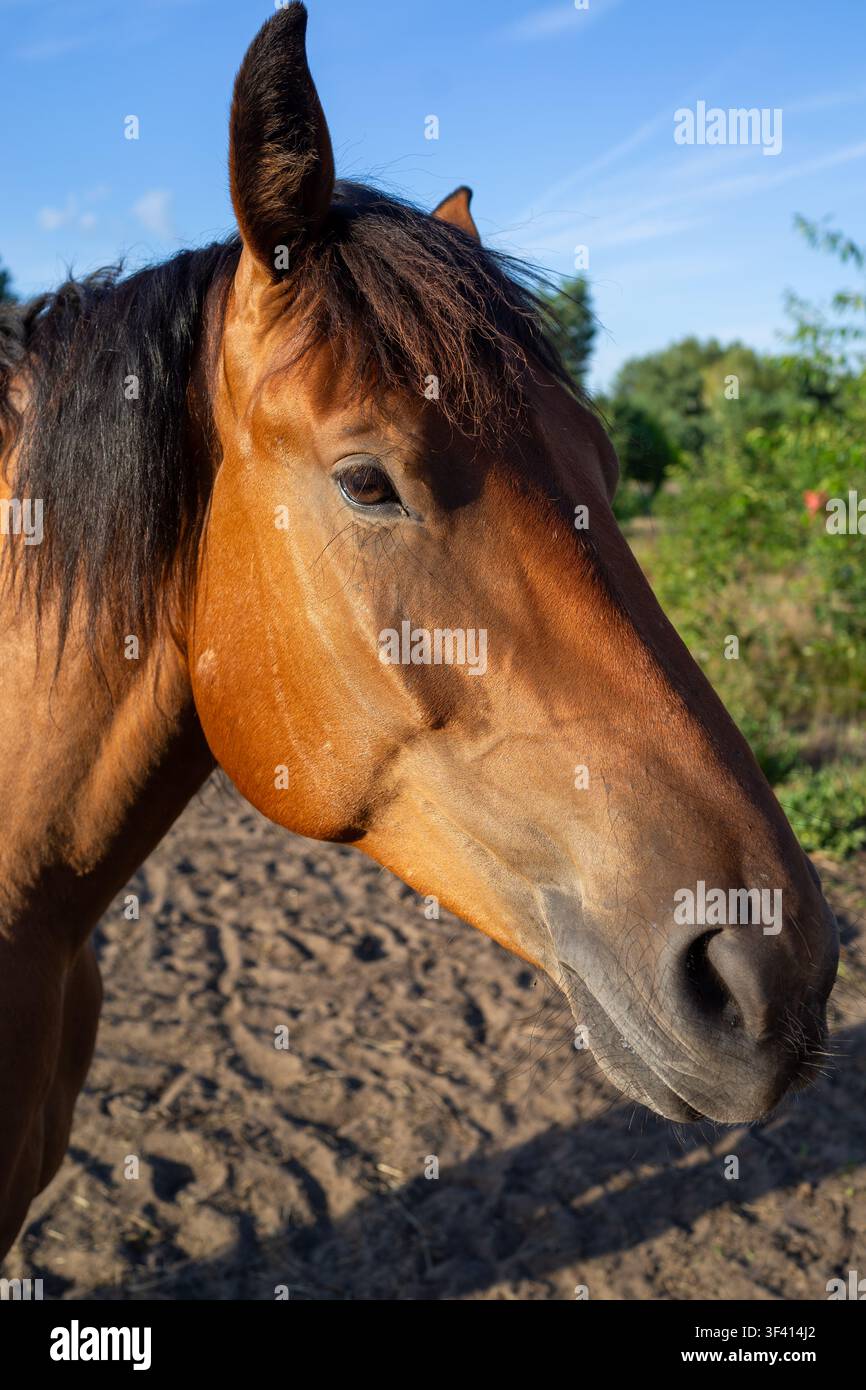 Cavallo marrone in primo piano all'aperto in un pascolo rurale, con criniera lunga e fluente, muso dettagliato, narici visibili, occhio calmo e mantello illuminato dal sole, con cavallo, testa Foto Stock
