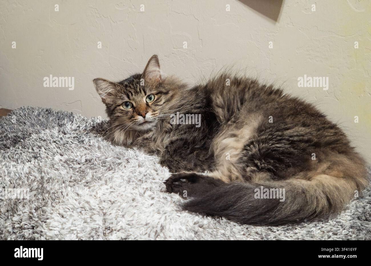 Un gatto tigrato marrone e soffice con occhi verdi si riposa su un tappeto grigio strutturato contro un muro semplice. Foto Stock