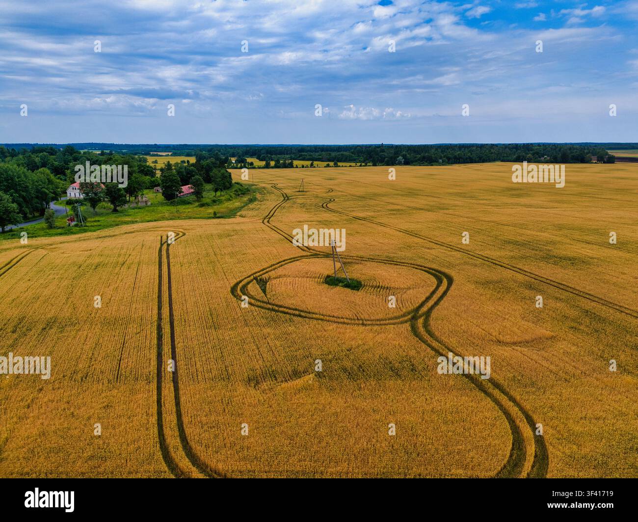 Vista aerea di un campo di grano agricolo dorato con tracce di trattore Foto Stock