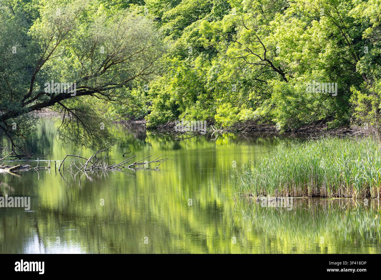 Fiume verde e calmo che riflette una lussureggiante chioma forestale, rami di salice sovrastanti e canneti si combinano in un paesaggio tranquillo e sereno ideale per envi Foto Stock