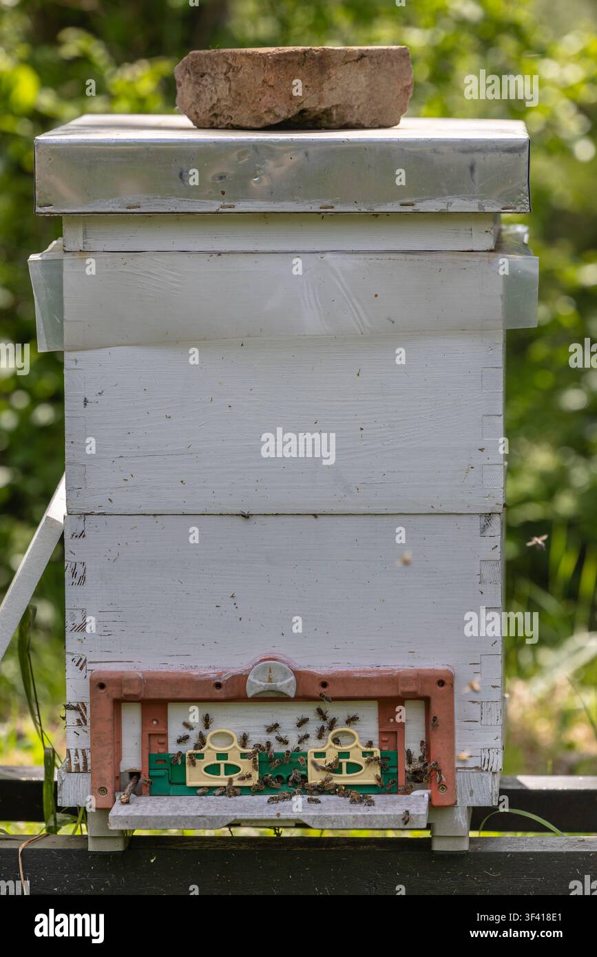 Un alveare di legno bianco stagionato si trova in un apiario rurale con api che sciamano ed entrano nella colonia, catturando l'impollinazione, la produzione di miele e la ca Foto Stock