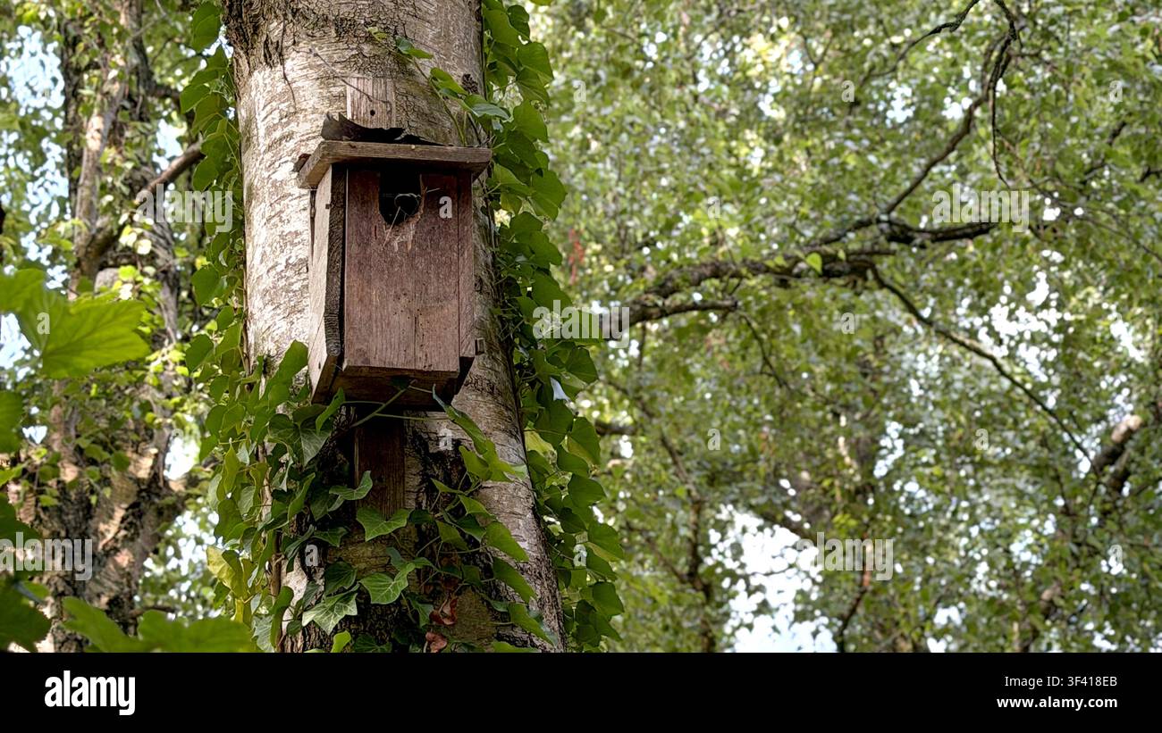 Casetta per uccelli in legno montata su un tronco d'albero circondata da foglie e rami verdi lussureggianti in un ambiente naturale all'aperto durante il giorno Foto Stock