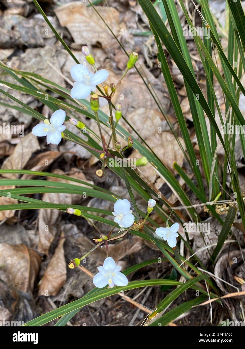 Fiore di Iris Libertia ixioides della Nuova Zelanda con delicate fiori bianchi a tre petali. Foglia verde lunga e stretta simile a una spada emerge dal rizoma Foto Stock