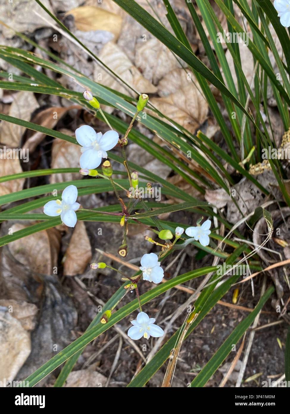 Mikoikoi (Libertia ixioides) Fiore Erba ornamentale perenne che mostra distintive fioriture bianche a tre petali su steli ramificati tra lunghe Foto Stock