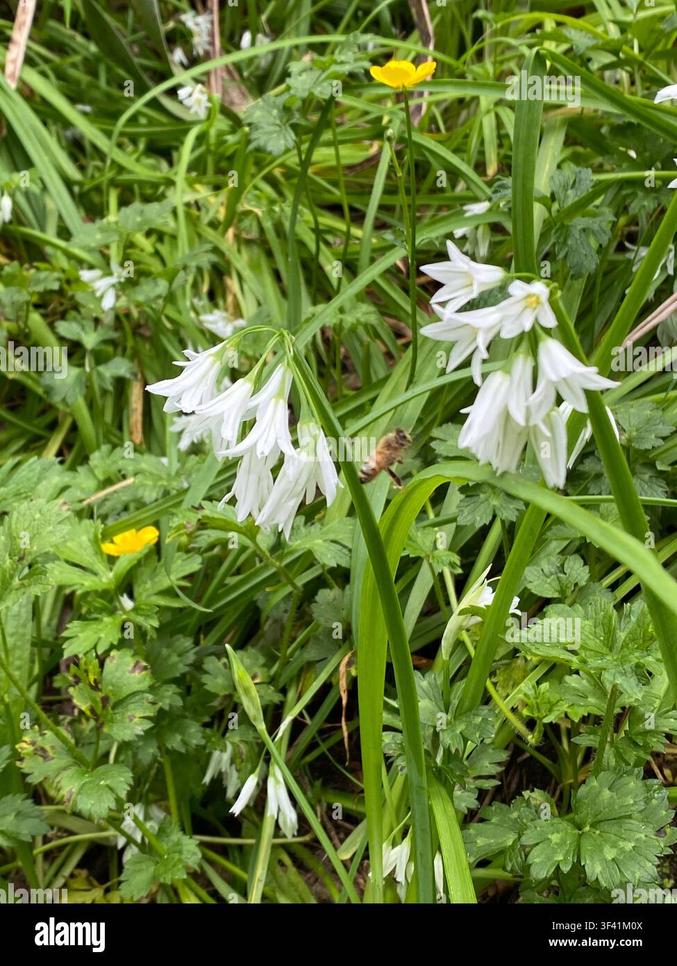 Aglio a tre angoli Allium triquetrum Erba Specie bulbare perenne fiorita che presenta un'infiorescenza pendente a forma di campana bianca con una verde prominente Foto Stock