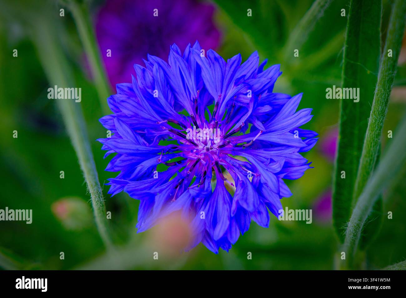 Fiore blu vibrante di fiordaliso in fiore nel letto del giardino. I petali emanano una tonalità vivida, il centro brillante. Gli steli verdi incorniciano il fiore con una sfocatura soffusa. Sfondo hin Foto Stock