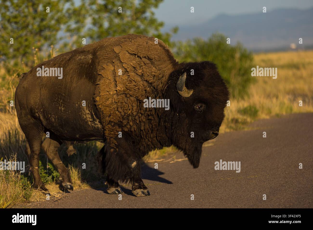Bison selvatico che attraversa una strada asfaltata in Colorado Foto Stock