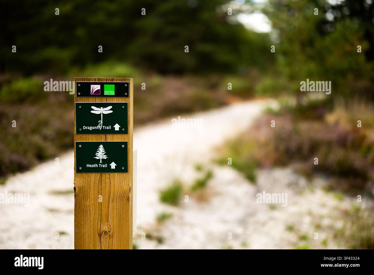Un cartello indicatore Natural England segna il Dragonfly Trail e l'Heath Trail nella riserva naturale nazionale di Thursley Common, Surrey, accanto a un sentiero sabbioso. Foto Stock