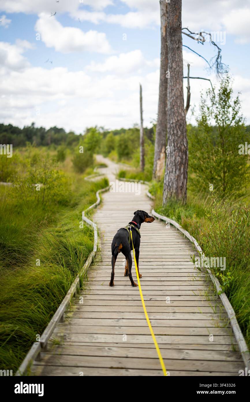 Un Dobermann nero e marrone al guinzaglio si ferma su una passerella di legno attraverso l'heathland a Thursley Common, Surrey, vigile e guardando di lato. Foto Stock