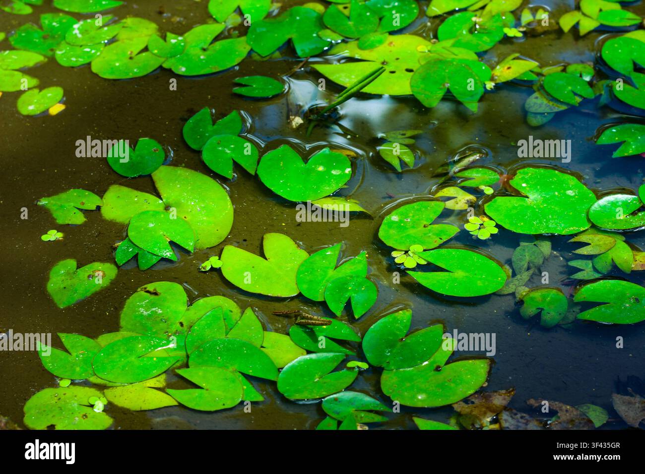 Vibranti foglie di ninfea verde galleggianti sulla superficie di uno stagno d'acqua dolce che creano un motivo acquatico naturale con riflessi a Bali Foto Stock