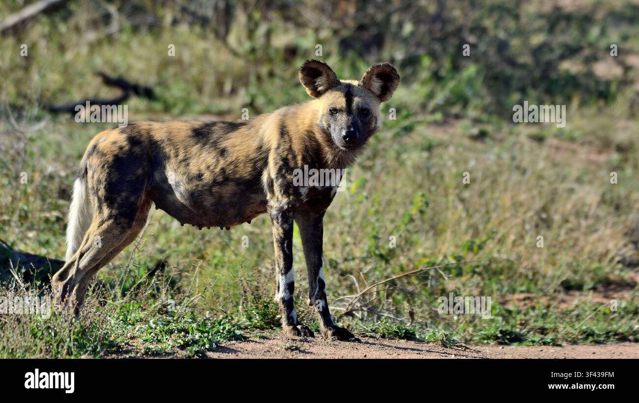 Cani selvatici africani nella riserva naturale di Timbavati, Sudafrica Foto Stock