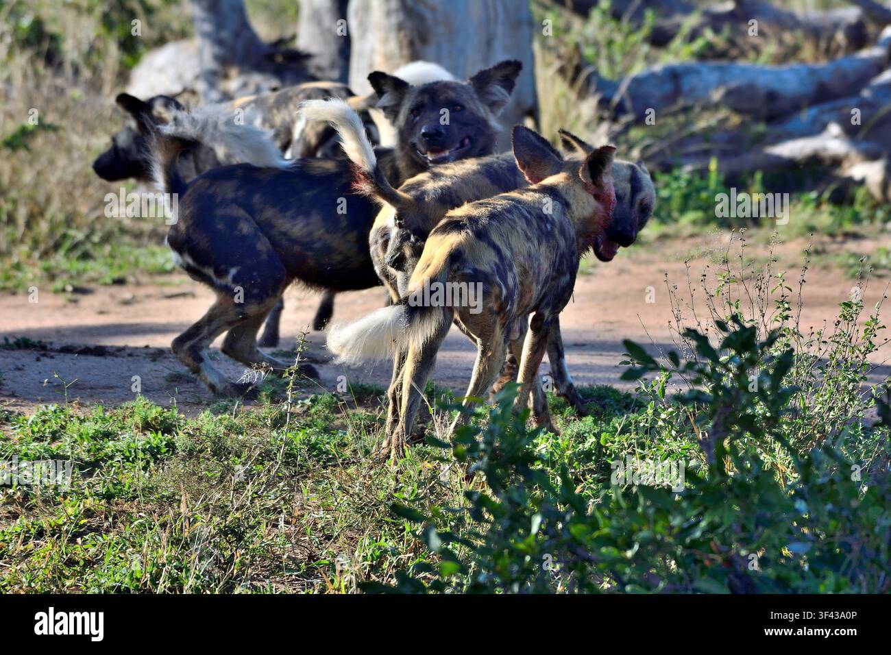 Cani selvatici africani nella riserva naturale di Timbavati, Sudafrica Foto Stock