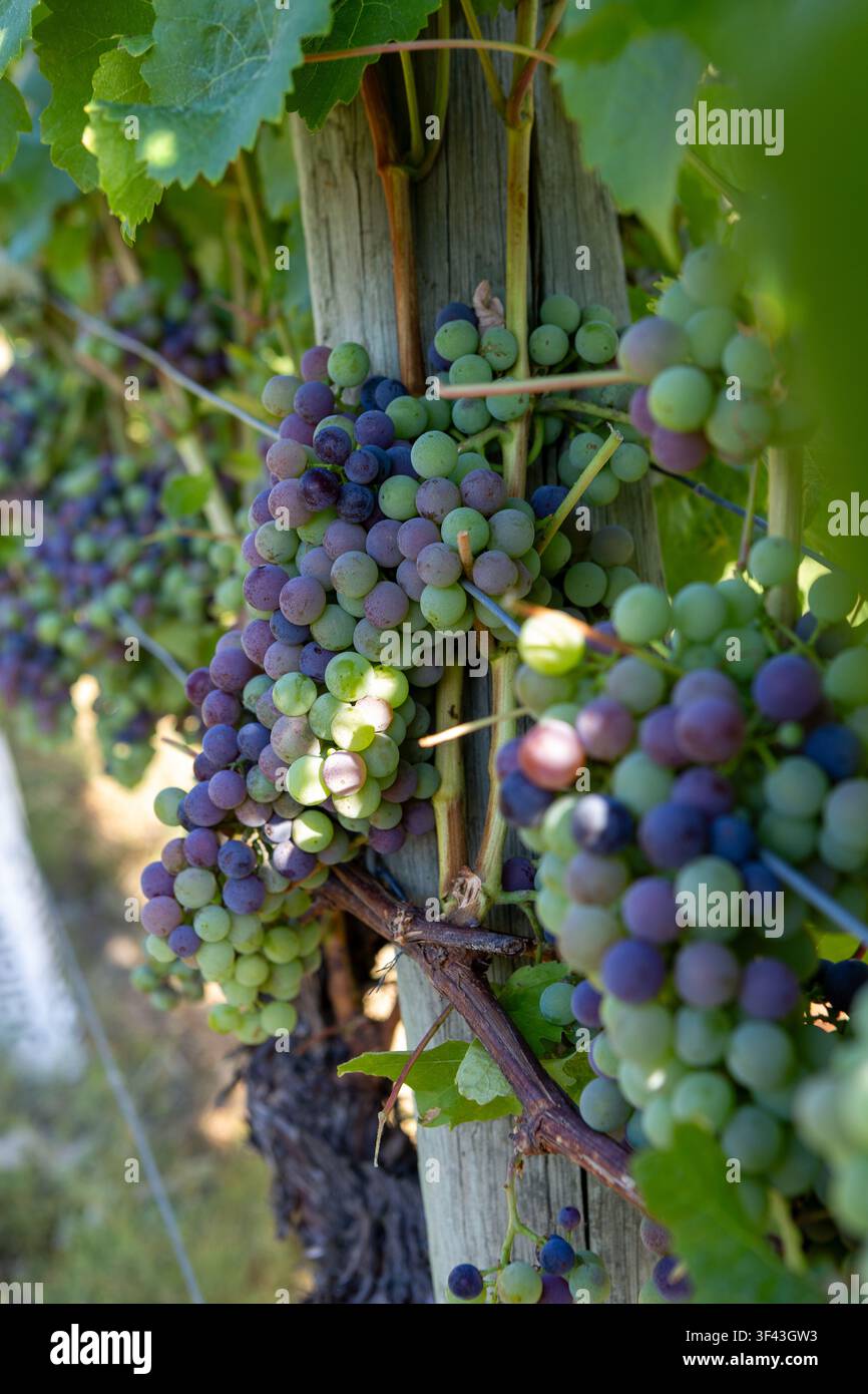 Grappoli d'uva verde e viola nello stadio di veraison su viti sane in un campo soleggiato. Ritratto, orientamento verticale. Foto Stock