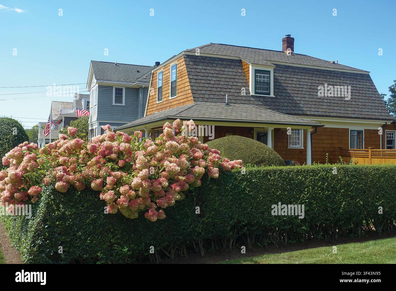 Filata di case in un quartiere di Newport, Rhode Island, con piante fiorite e siepi Foto Stock