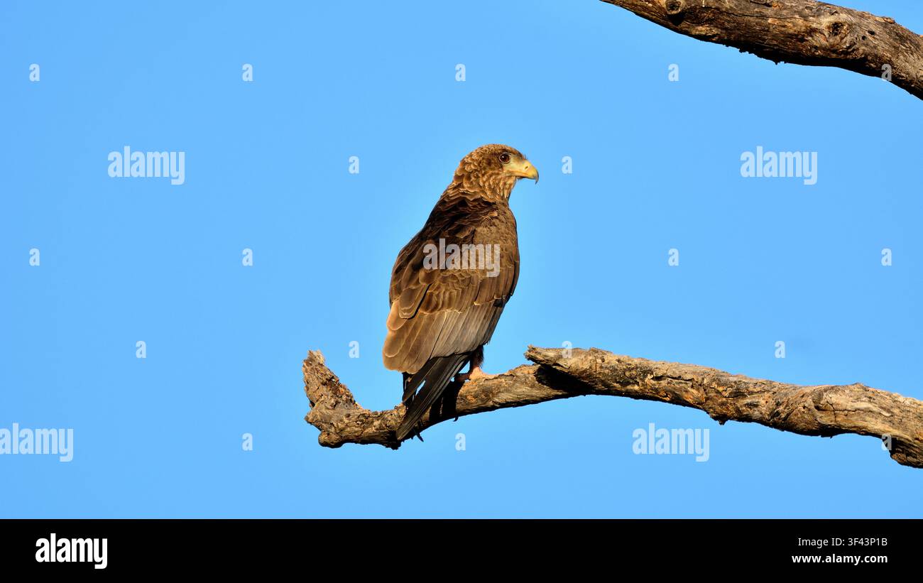 Aquila bateleur giovanile su rami di alberi nella Riserva Naturale di Timbavati, Sudafrica Foto Stock
