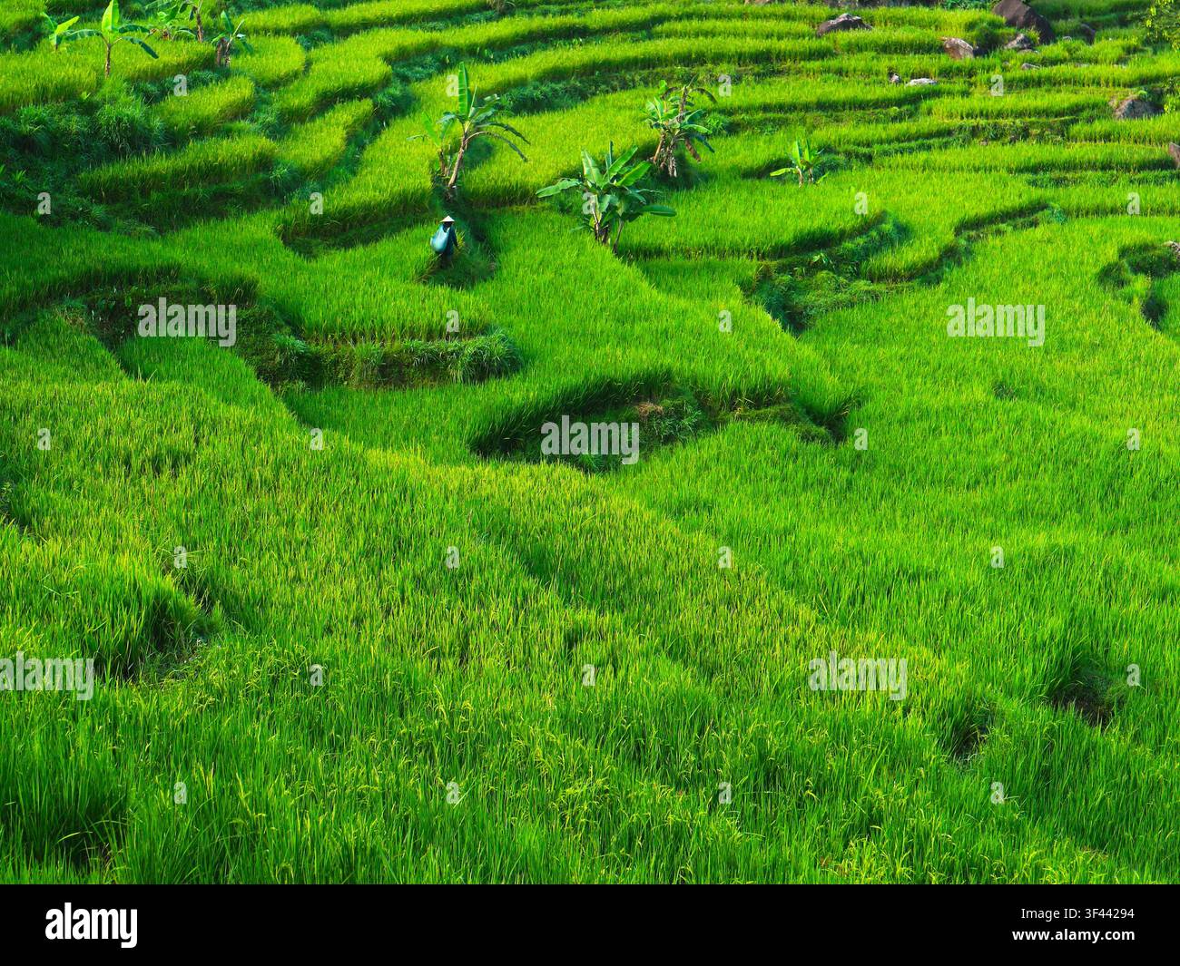 Fotografia paesaggistica di una pittoresca terrazza di riso a Bogor, Giava Occidentale, Indonesia Foto Stock