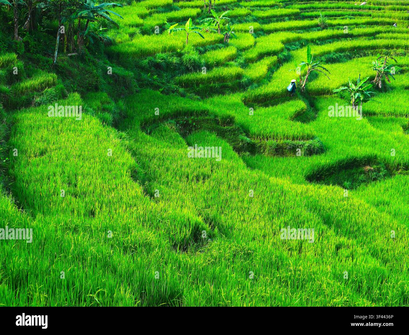 Fotografia paesaggistica di una pittoresca terrazza di riso a Bogor, Giava Occidentale, Indonesia Foto Stock