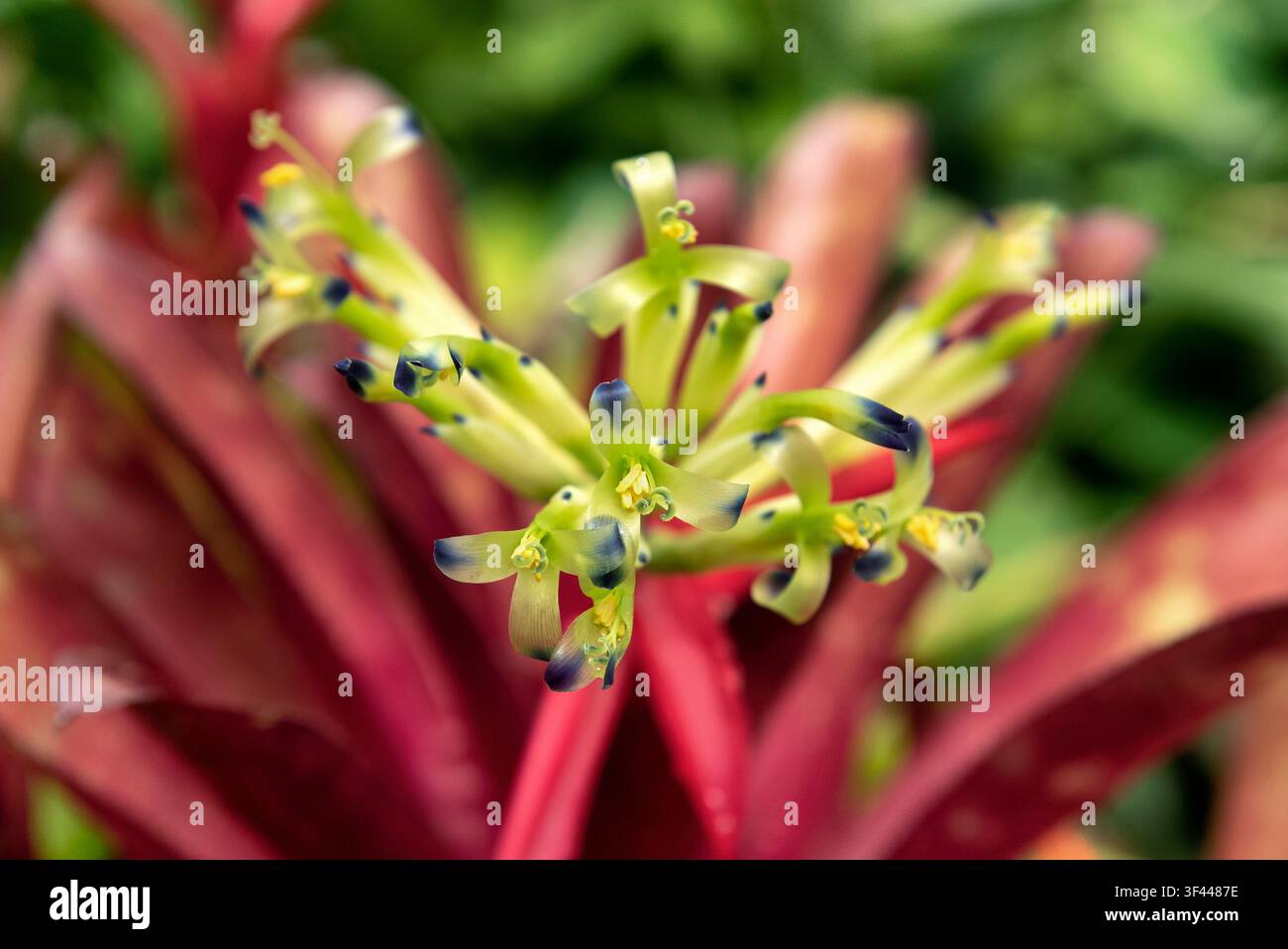 Billbergia amoena rubra Foto Stock