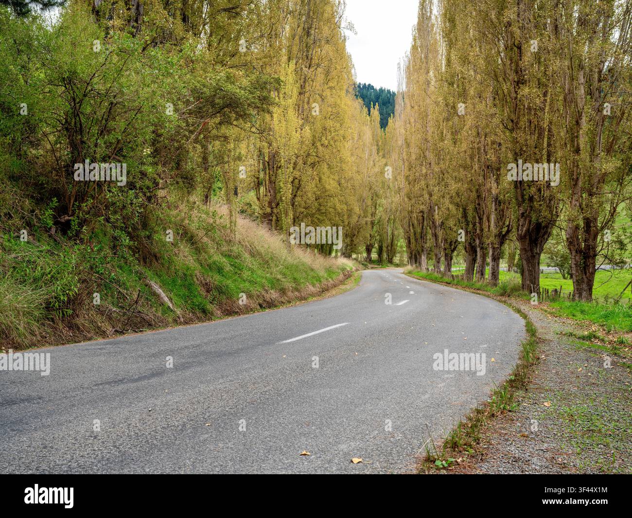 Strada, sfondo auto, placca posteriore automobilistica, strada di campagna fiancheggiata da pioppi Foto Stock