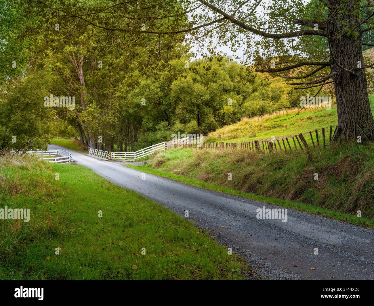 Strada, sfondo auto, piastra posteriore automobilistica, tranquilla strada di campagna fiancheggiata da alberi Foto Stock