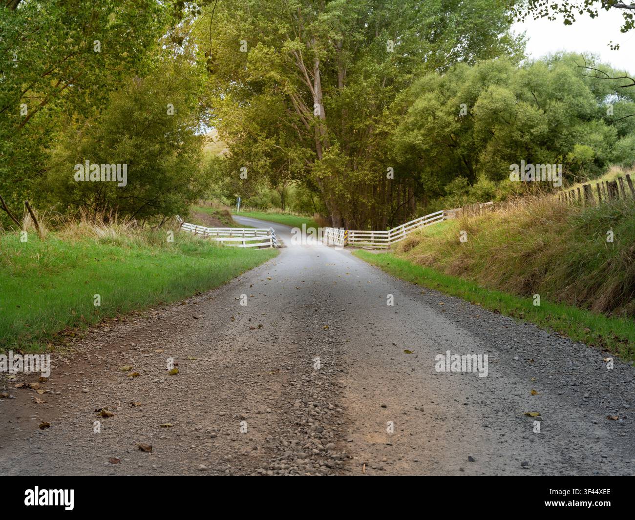 Strada, sfondo auto, piastra posteriore automobilistica, tranquilla strada di campagna fiancheggiata da alberi Foto Stock