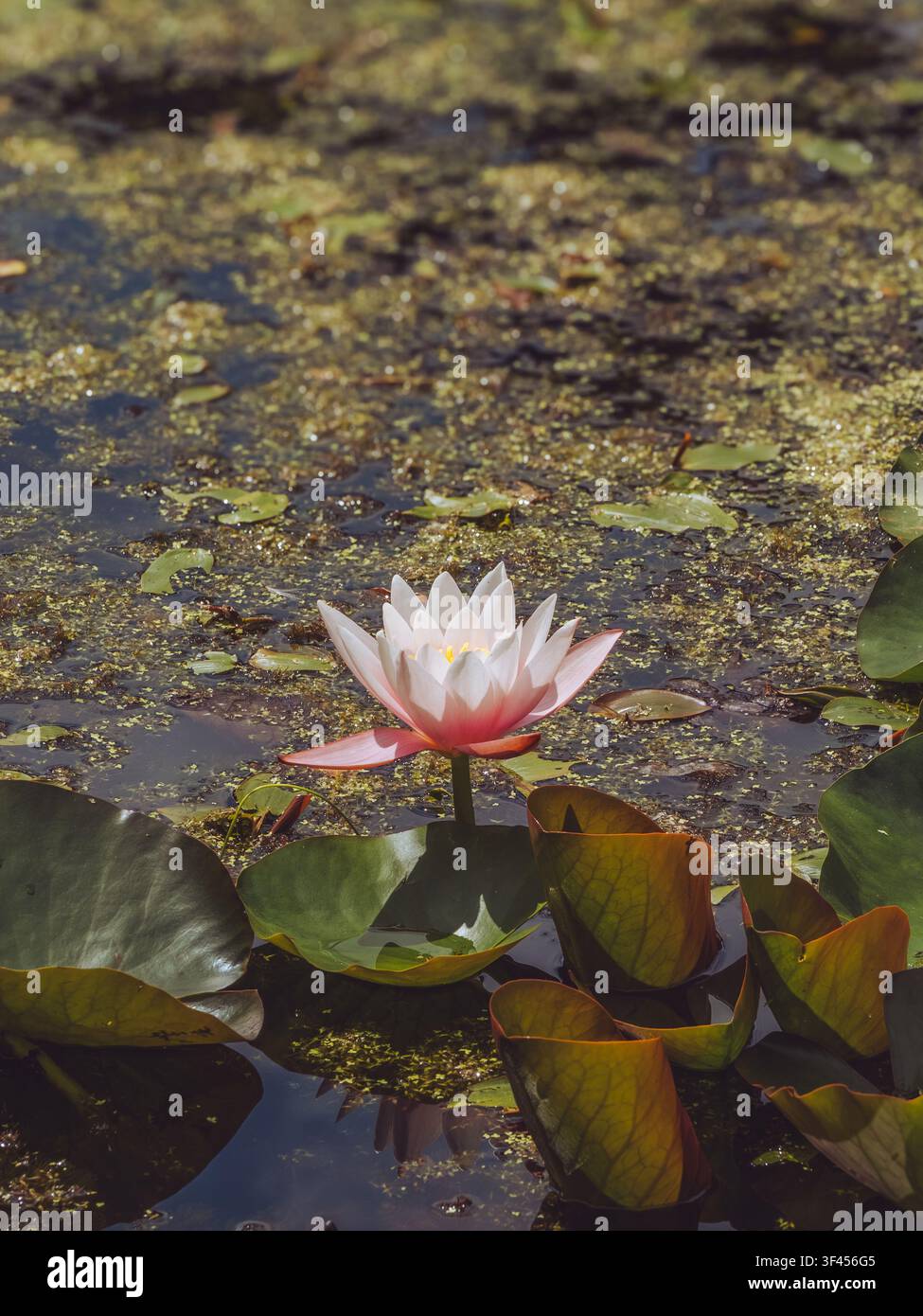 Un ninfea rosa 'Nymphaea' in piena fioritura in una giornata estiva Foto Stock