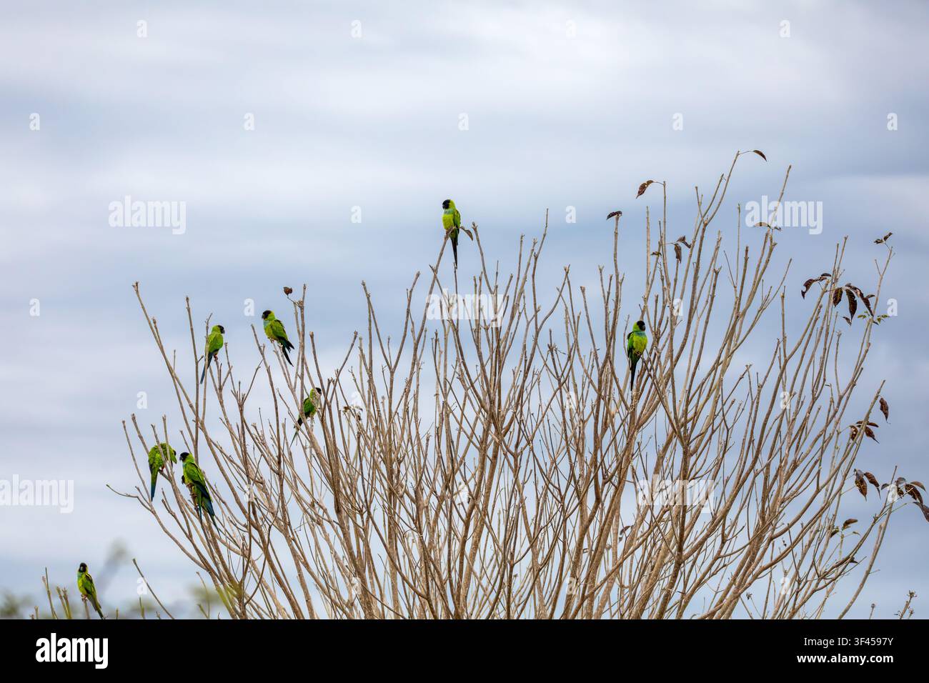 Conure di Nanday (Aratinga nenday). Piccola specie di pappagallo. Piumaggio verde brillante con testa scura e accenti blu sulle ali e sulla coda. Abita il Sud America. Foto Stock