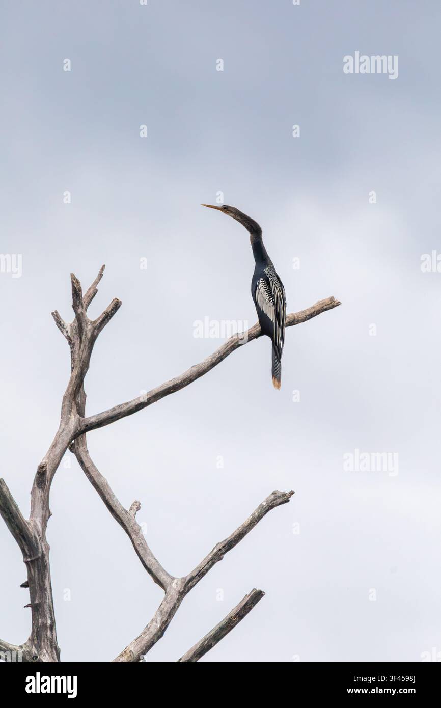 Anhinga (Anhinga anhinga). Uccello acquatico dal collo lungo appollaiato su un ramo. Gli adulti sono scuri con strie bianco-argento sulle ali. Trovato in habitat di acqua dolce Foto Stock
